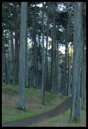 Trees in the Presidio